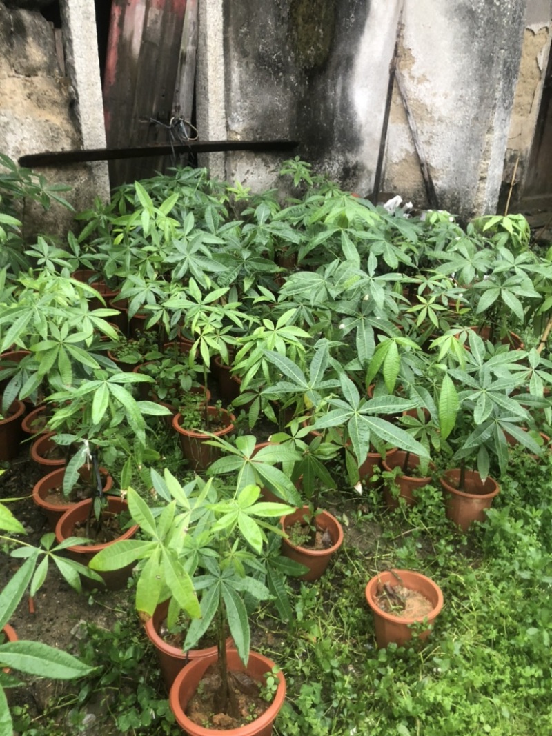 发财树基地直销规格齐全欢迎来电咨询合作