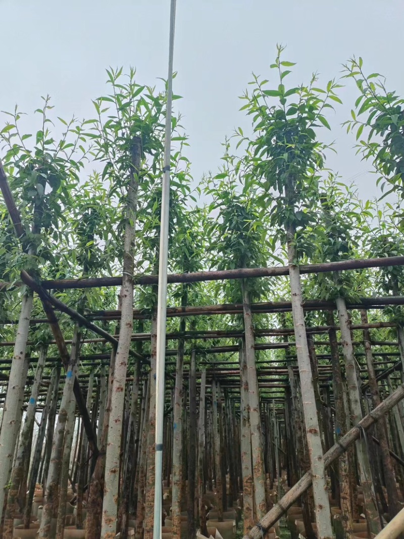 柳树5～10公分基地直销规格齐全欢迎来电咨询合作