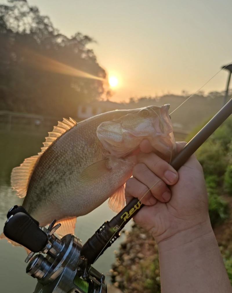 路亚鲈鱼，淡水鲈鱼，保质保量！！！！！！！
