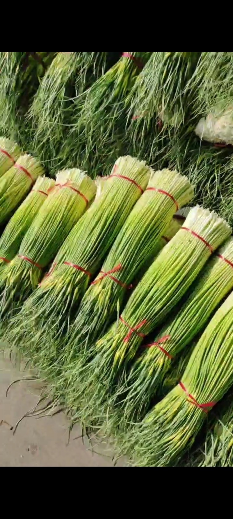 徐州白帽蒜苔大量上市中，产地直发，支持全国各大市场，商超
