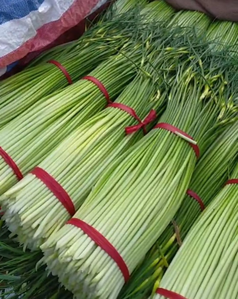 徐州白帽蒜苔大量上市中，产地直发，支持全国各大市场，商超