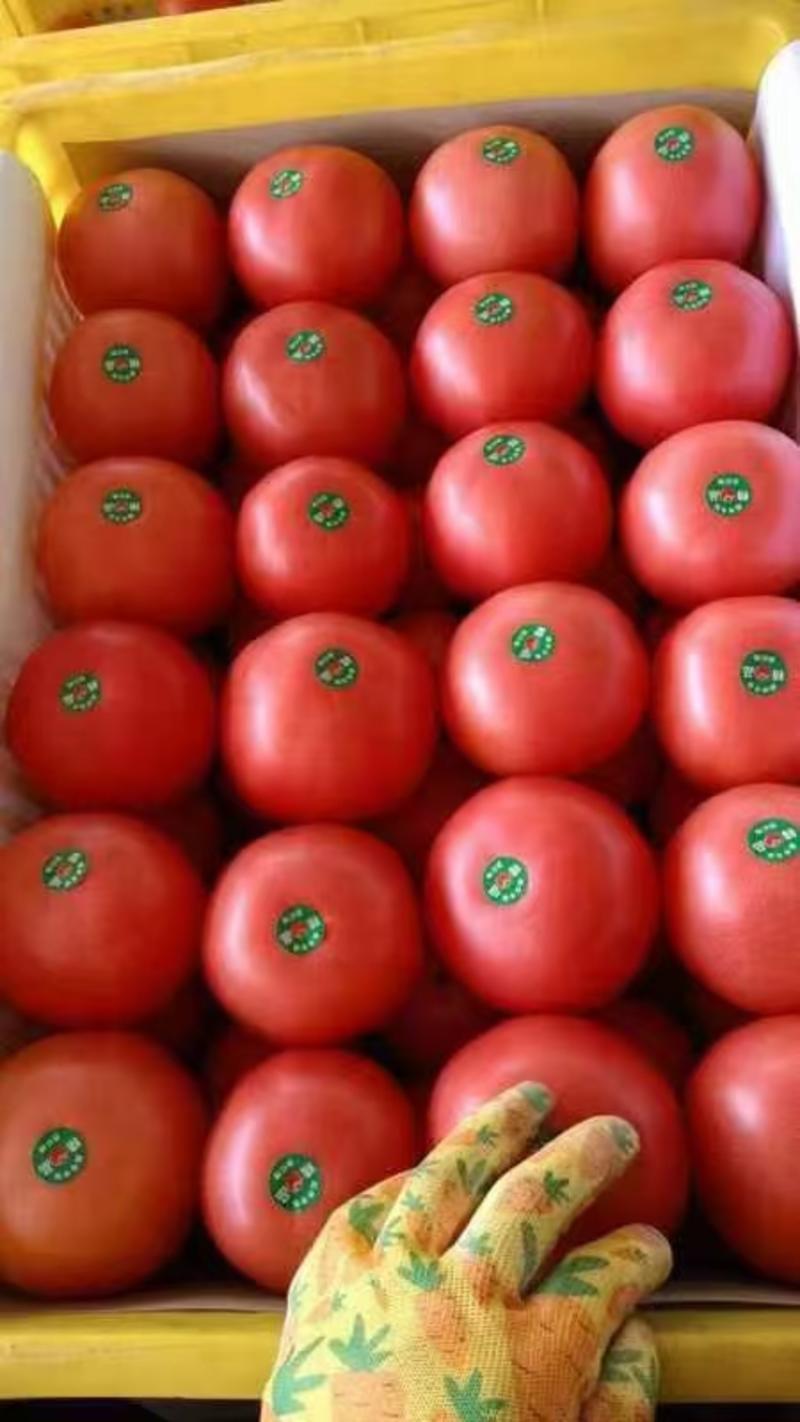 硬粉西红柿大量供应口感酸甜硬度好果型圆