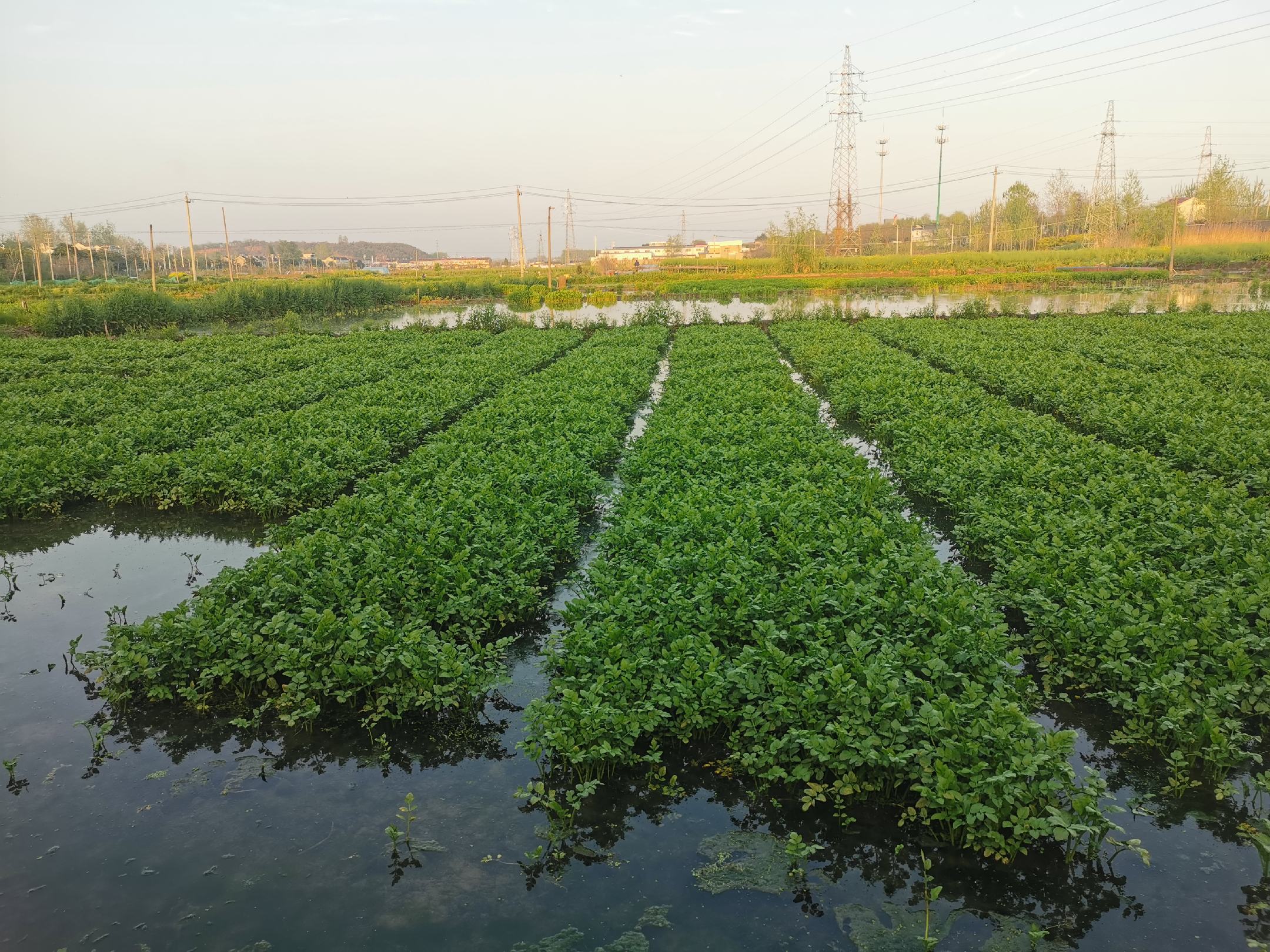 一片水芹菜种植田,植株整齐排列于浅水泥沟中,水面反光清晰可见,农民正在弯腰收割,背景为江南水乡地貌,远处有白墙黑瓦民居,体现其典型的湿地栽培环境 水芹菜田间种植实景图