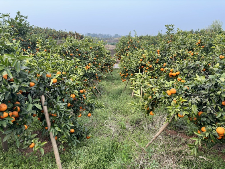 沃柑果园丰收景象