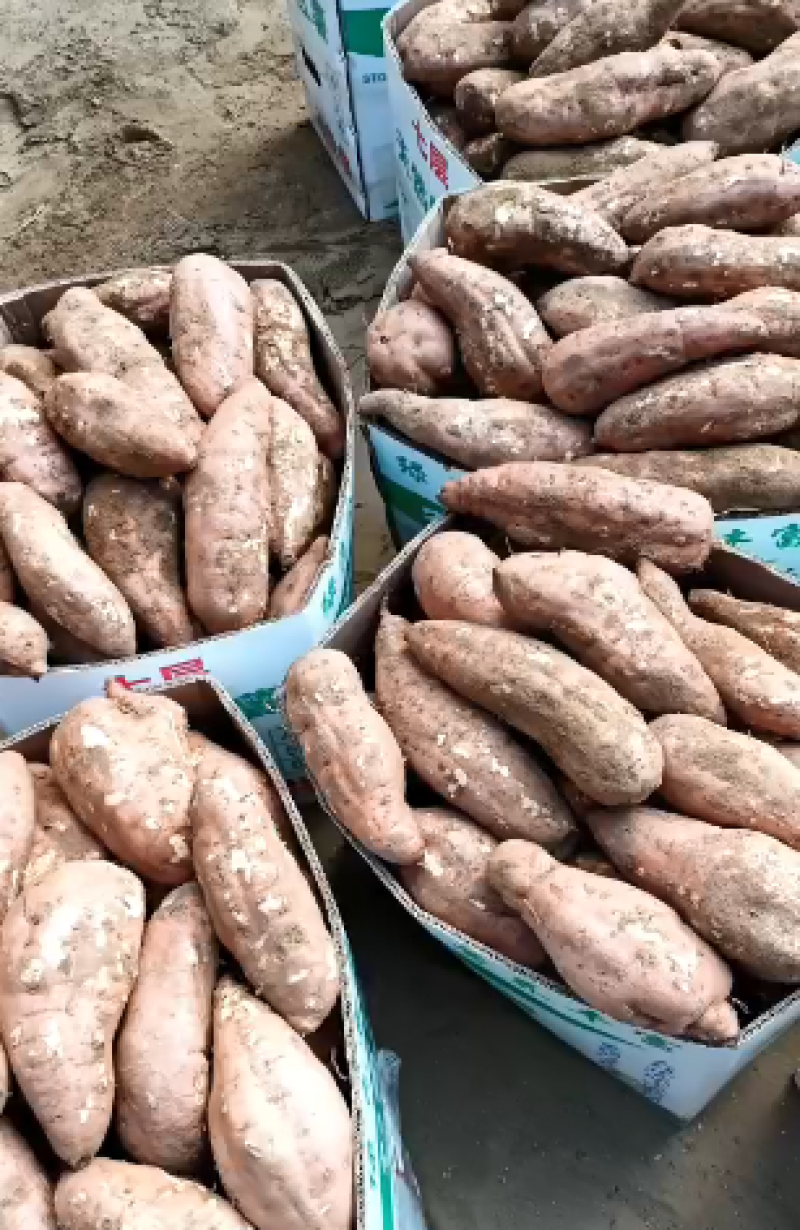 白心红薯大量上市产地直发一手货源量大从优