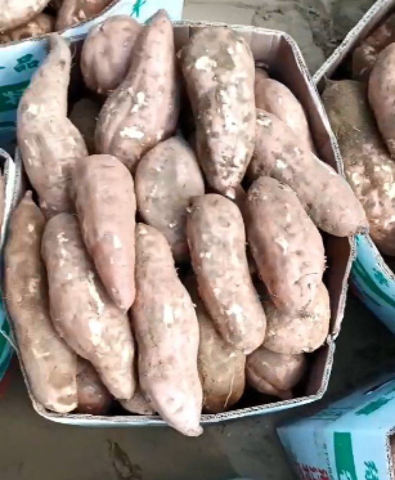 白心红薯大量上市产地直发一手货源量大从优