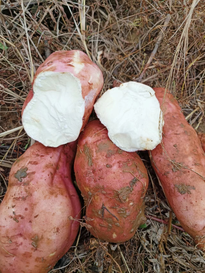 白心红薯大量上市产地直发一手货源量大从优