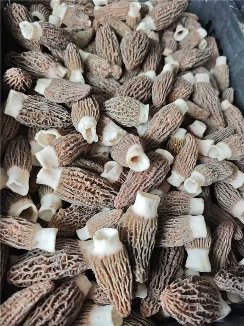 【推荐】陕西精品羊肚菌干货，品质好，规格齐全欢迎选购