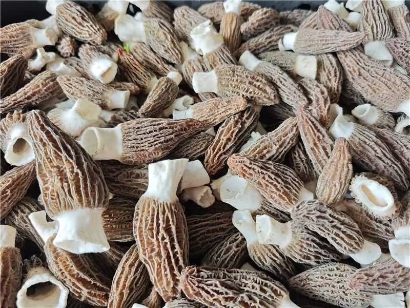【推荐】陕西精品羊肚菌干货，品质好，规格齐全欢迎选购