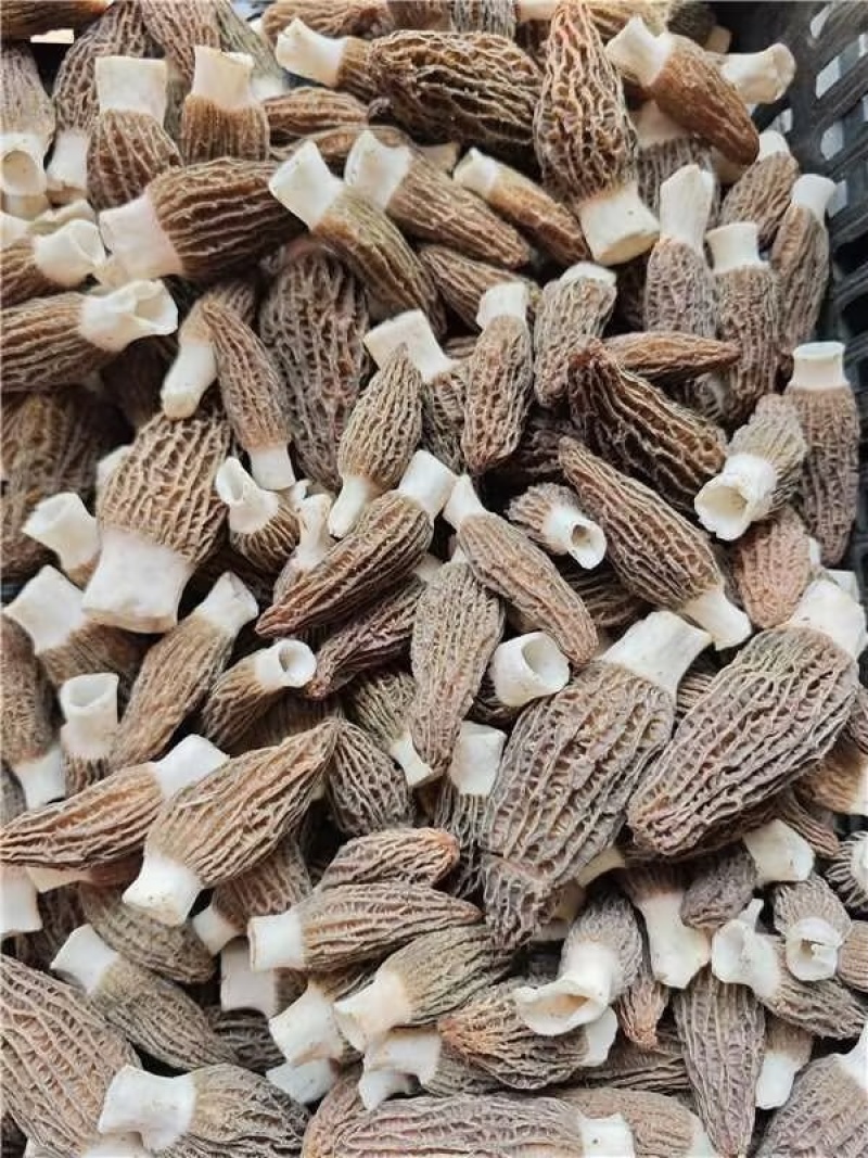 【推荐】陕西精品羊肚菌干货，品质好，规格齐全欢迎选购