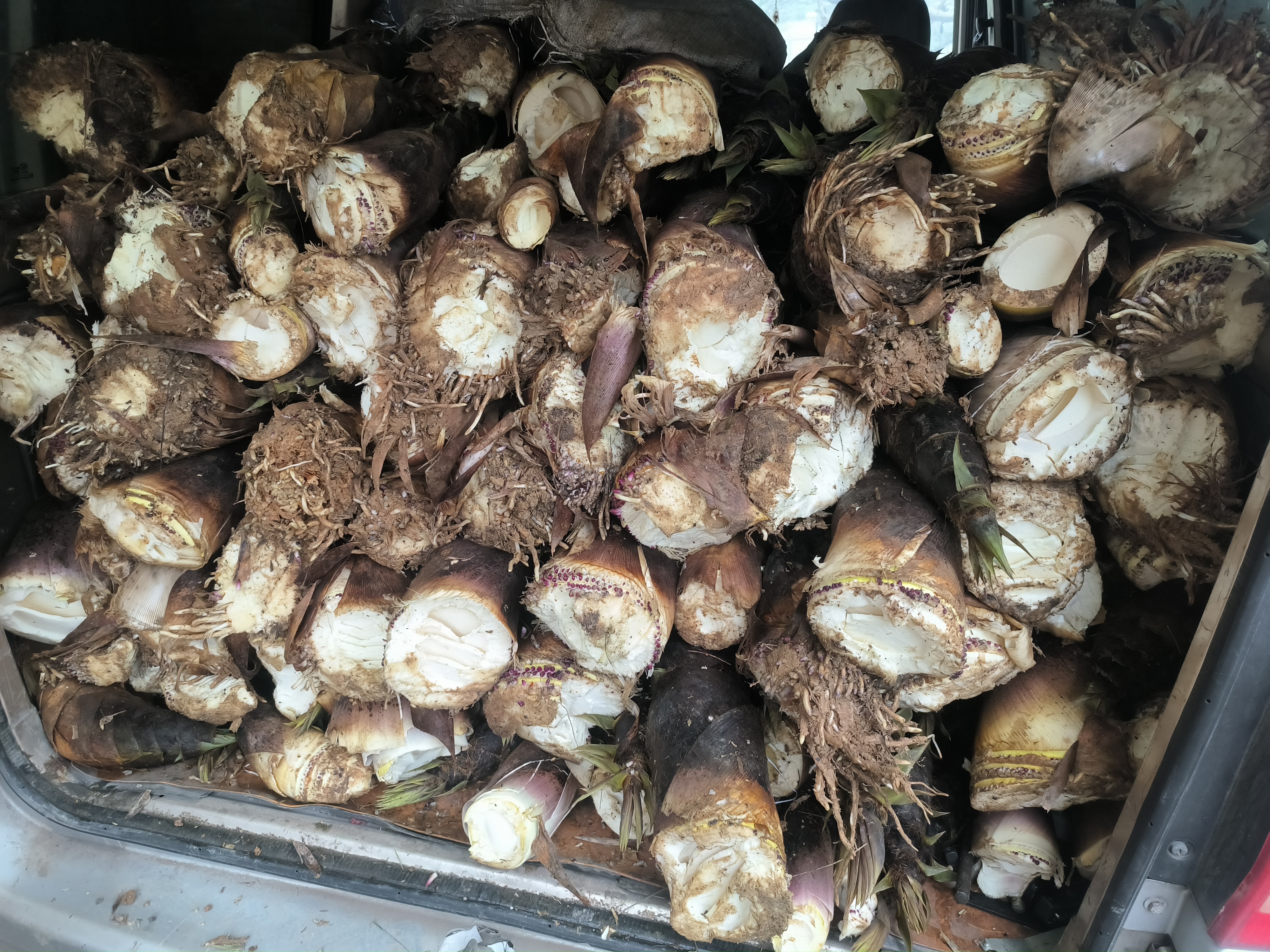 竹笋从产地运输到市场的全过程