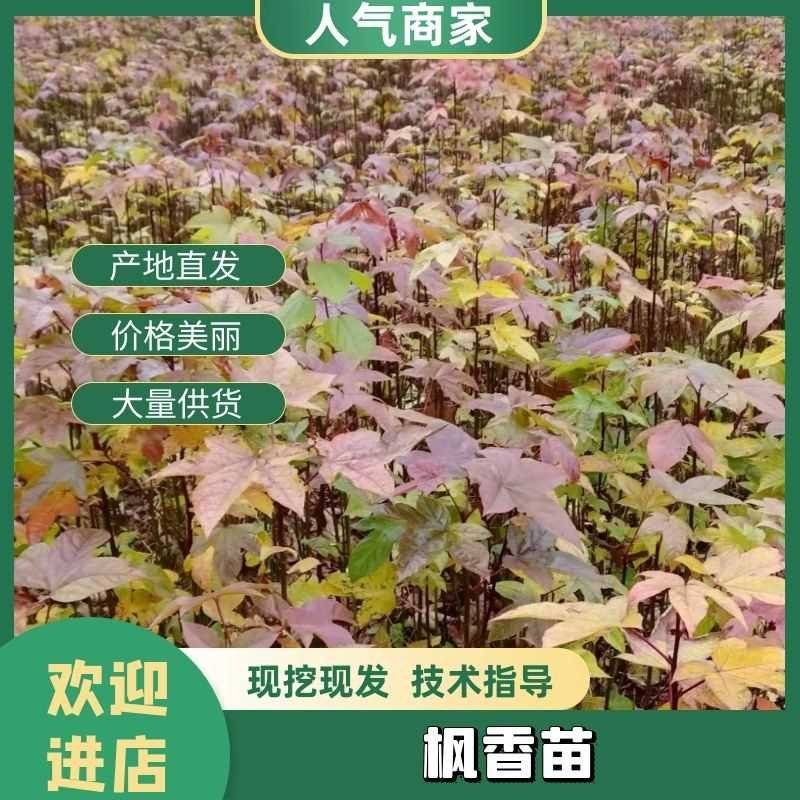 枫香，枫香苗，枫香树苗，大小规格有货，现挖发货！