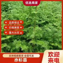 水杉苗，水杉一级种苗，基地直发，现挖发货，可线上交易。