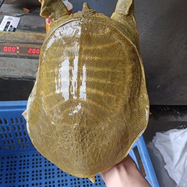 黄沙鳖，黄背黄底，公鱼龄3-4年，支持全国发货，量大包邮