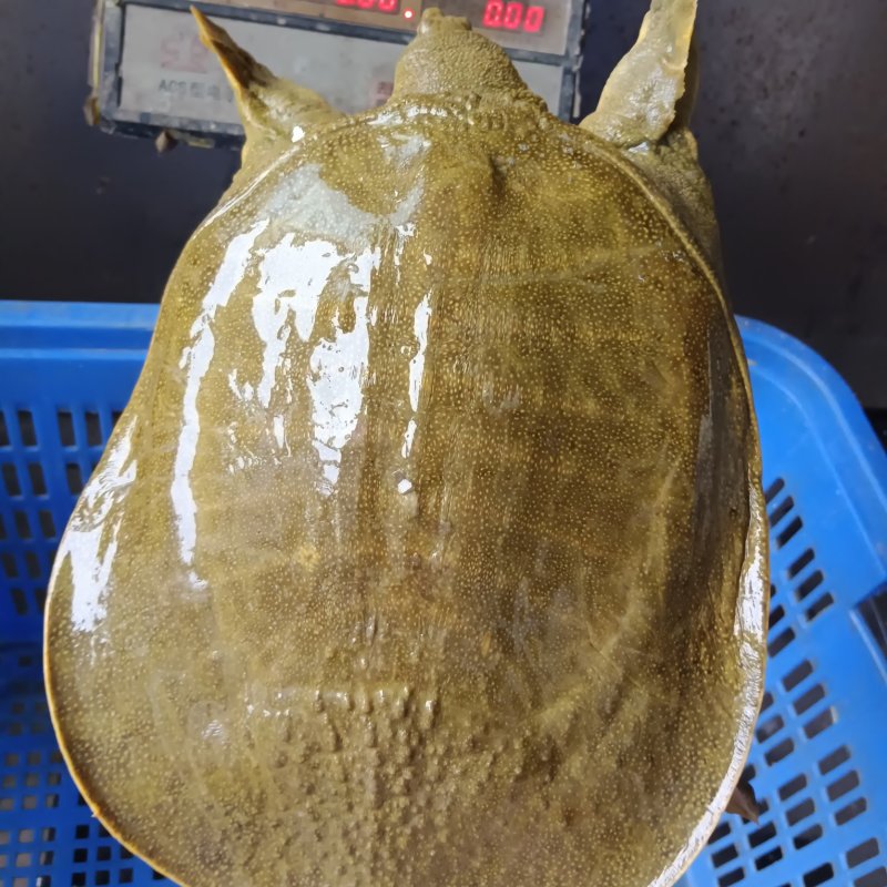 黄沙鳖，黄背黄底，公鱼龄3-4年，支持全国发货，量大包邮