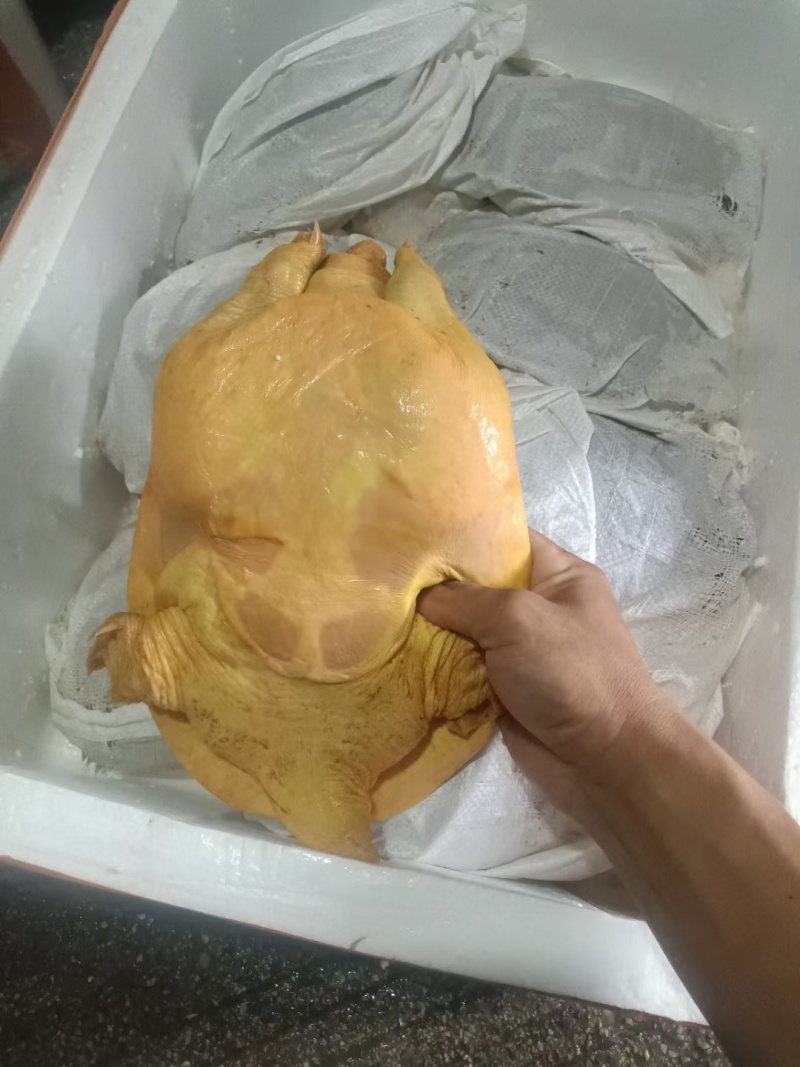 黄沙鳖，黄背黄底，公鱼龄3-4年，支持全国发货，量大包邮