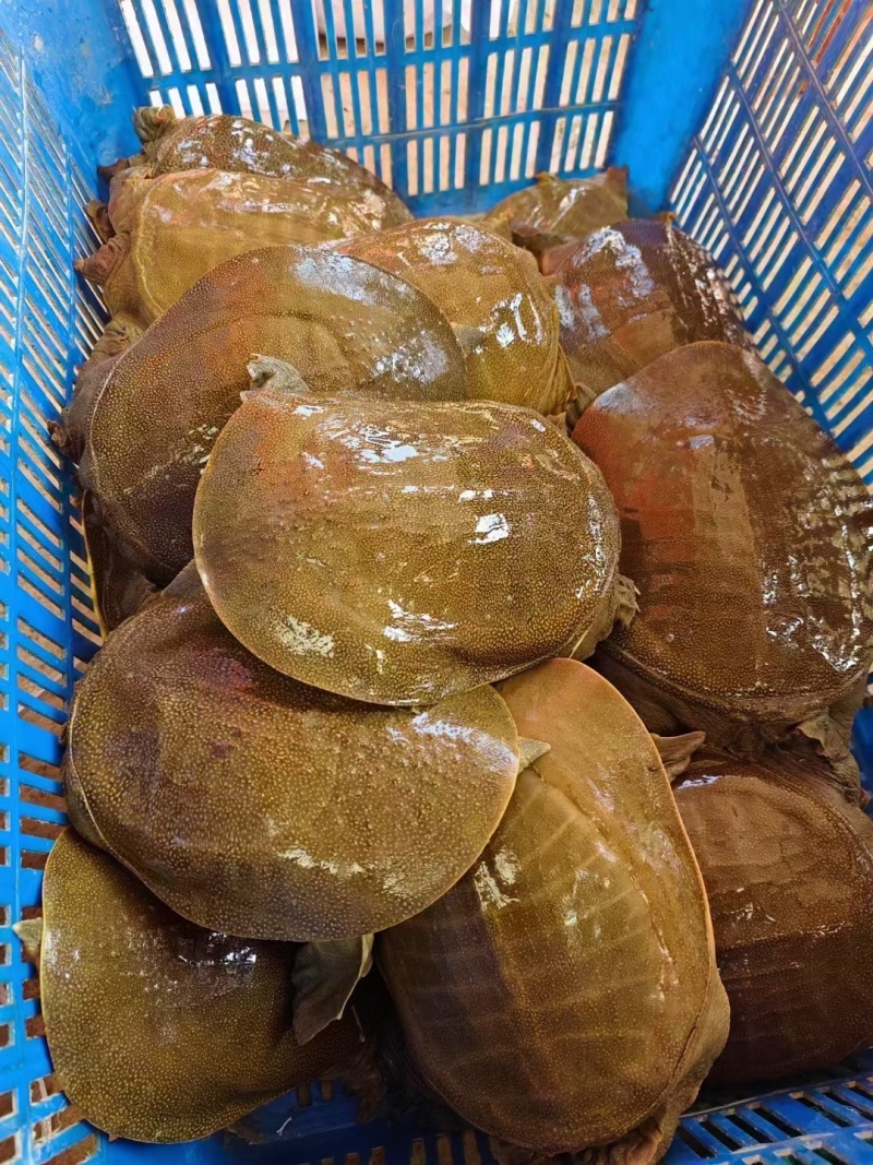 黄沙鳖，黄背黄底，公鱼龄3-4年，支持全国发货，量大包邮