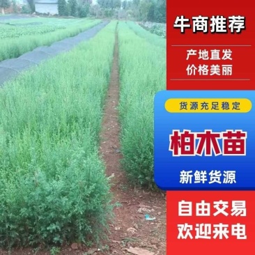 柏木苗，柏树苗优质苗木，基地直发，货源充足，可线上交易。