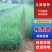 柏木苗，柏树苗优质苗木，基地直发，货源充足，可线上交易。