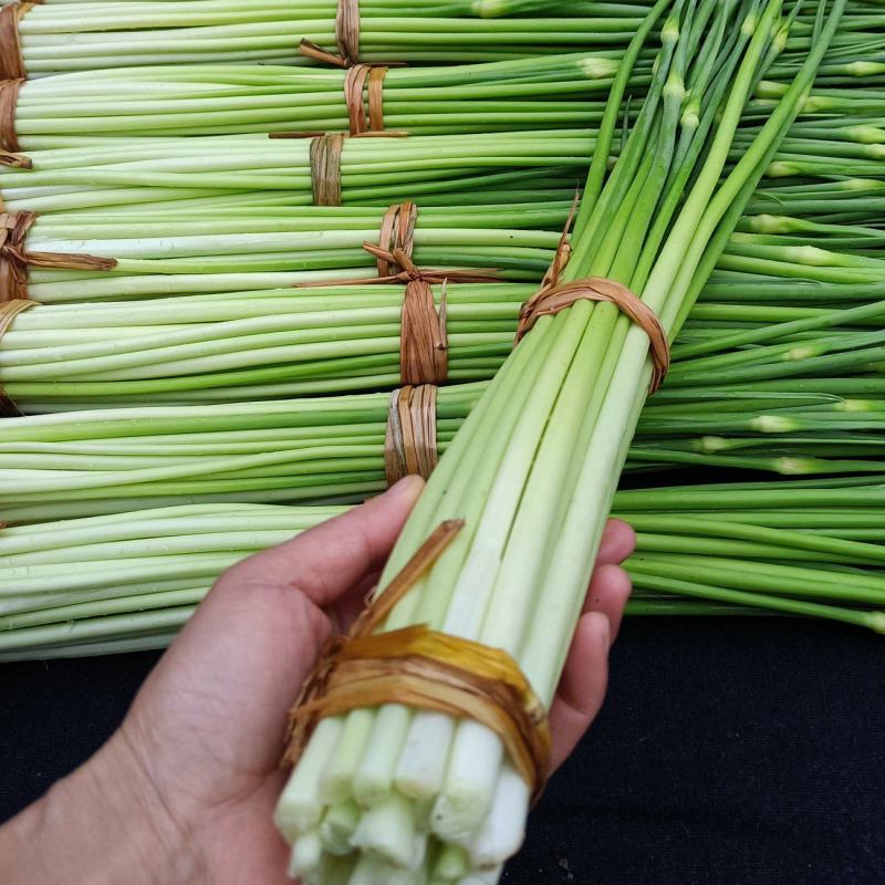 白帽蒜苔农家种植