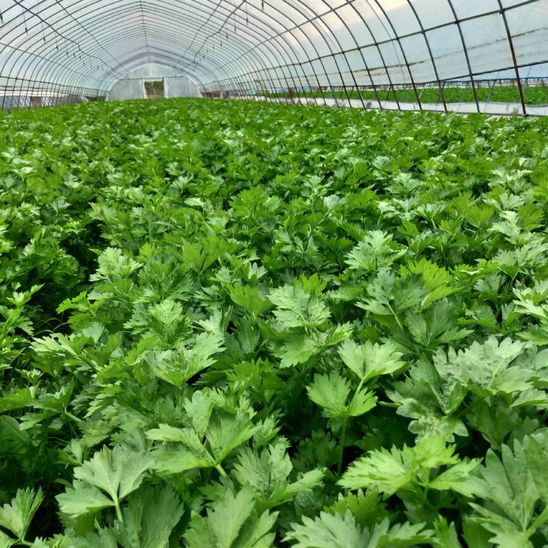 西芹50到65公分小颗中颗