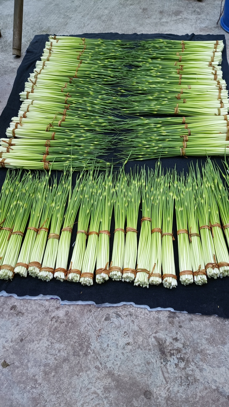 白帽蒜苔农家种植