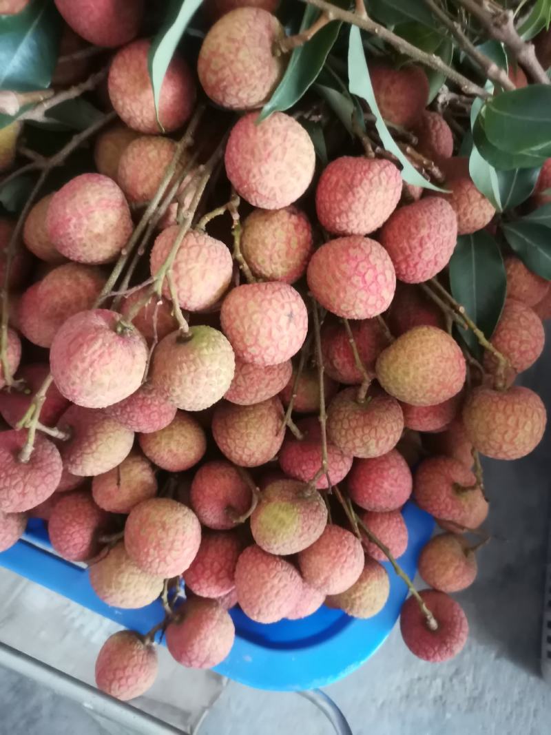 正宗广东茂名荔枝白糖罂荔枝皮薄肉厚核小纯甜不酸对接电商代