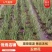 优选花叶玉蝉花包成活可承包施工价格实惠可视频看货
