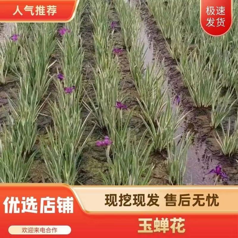 优选花叶玉蝉花包成活可承包施工价格实惠可视频看货