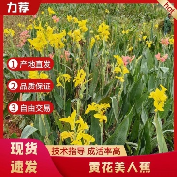 精品黄花美人蕉基地直供量大从优可视频货可承包施工