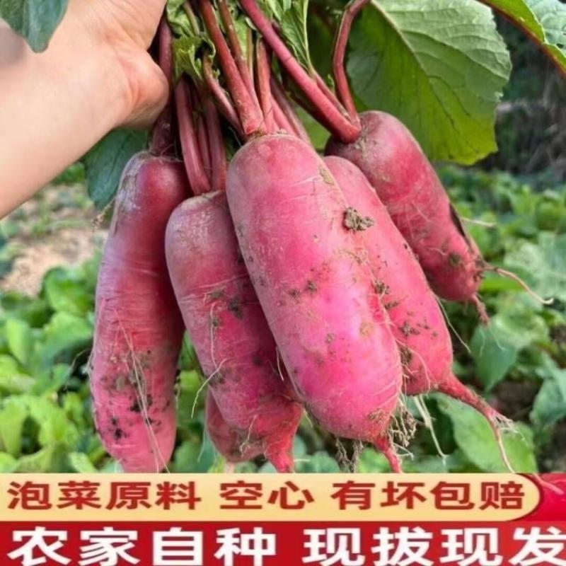 ｛实力｝山东沂蒙山红皮萝卜产地代收代发支持零售