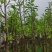 白玉兰5～10公分基地直销规格齐全欢迎来电咨询合作