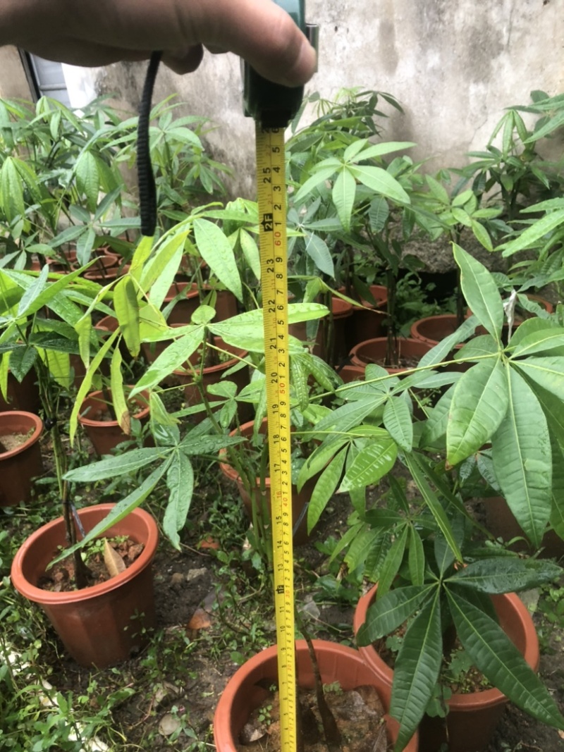 发财树