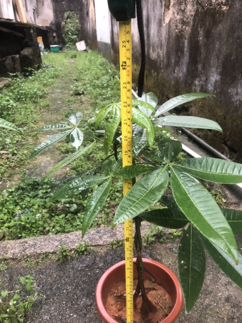 发财树