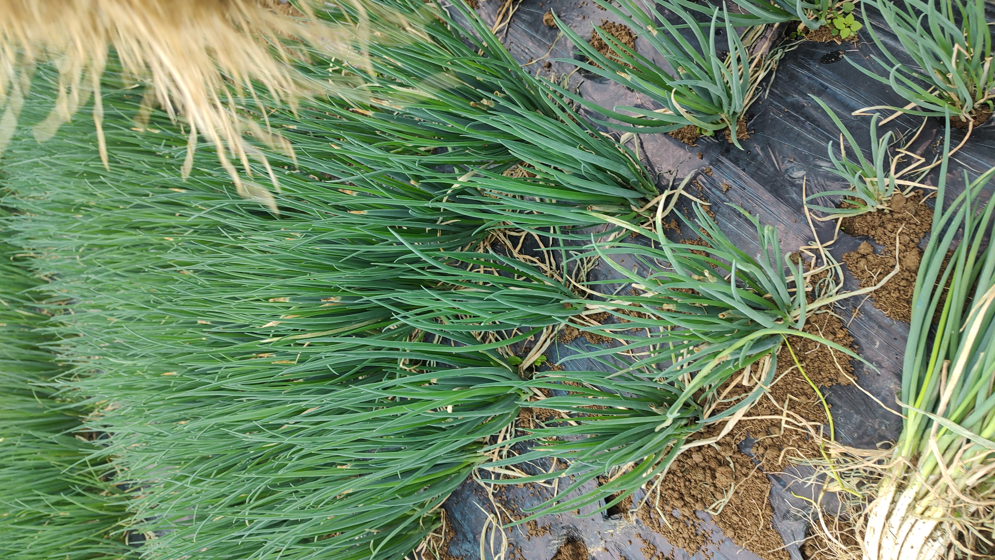 小葱不同生长阶段施肥示意图