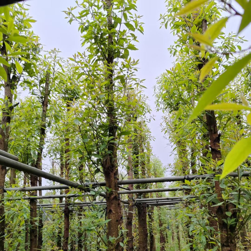 金丝楠木（5-25公分）