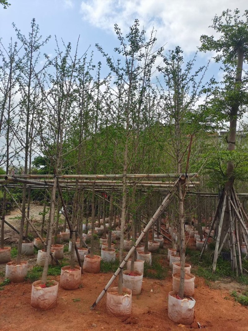 银杏树（5-6公分）