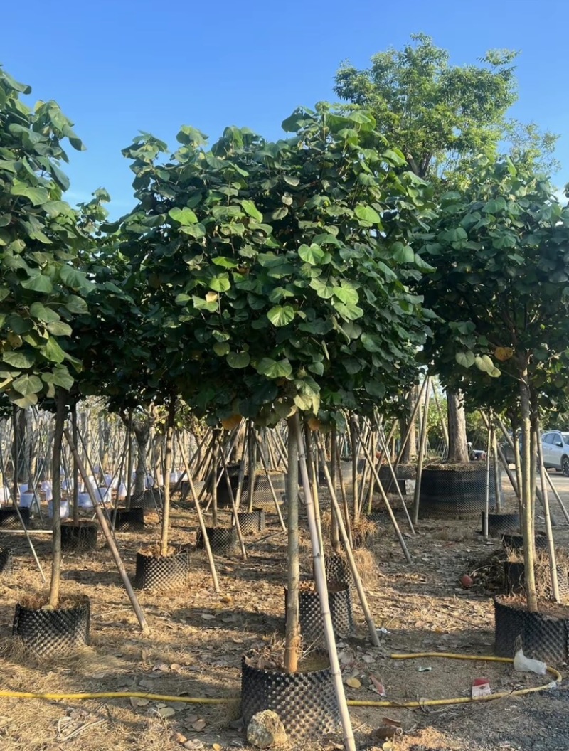 黄槿5～15公分