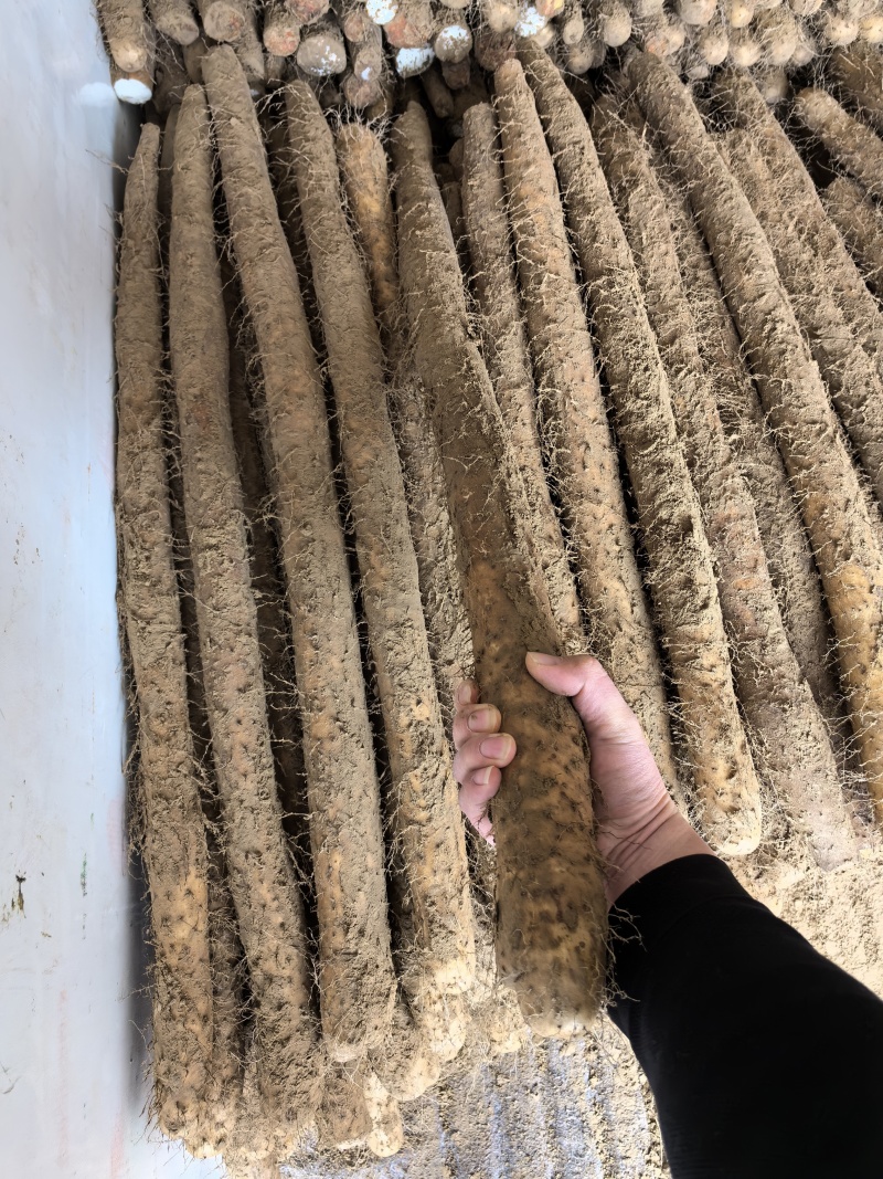 白玉山药山东白玉山药白玉大通山东菏泽山药新疆货