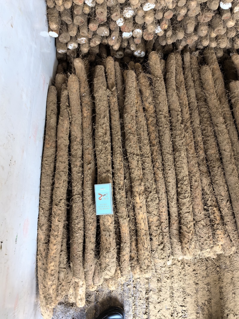 白玉山药山东白玉山药白玉大通山东菏泽山药新疆货