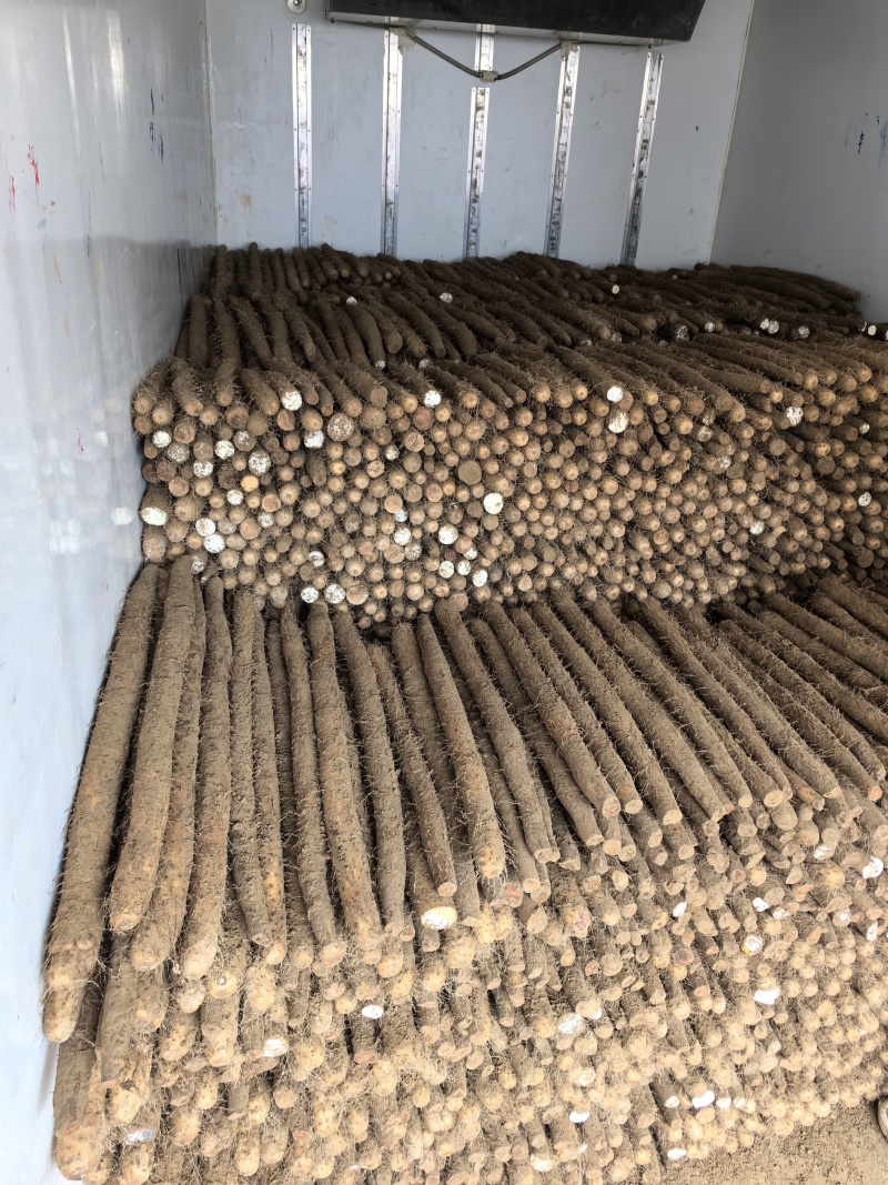 白玉山药山东白玉山药白玉大通山东菏泽山药新疆货
