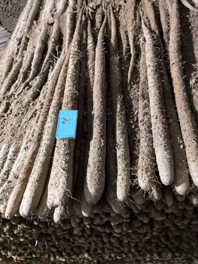 白玉山药山东白玉山药白玉大通山东菏泽山药新疆货