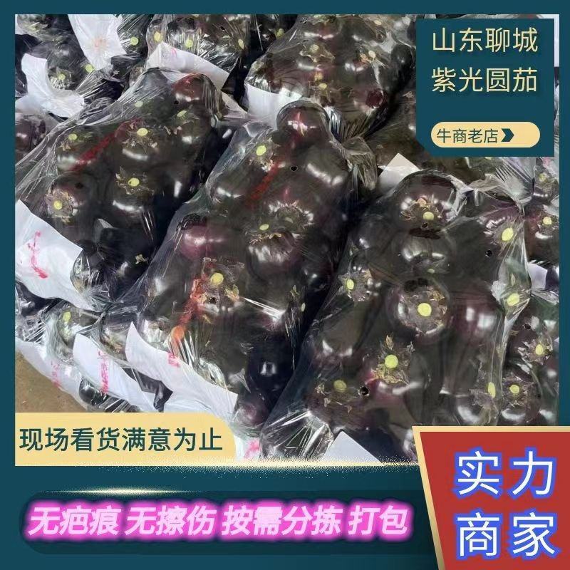 山东茄子紫光圆茄卖相好个头大圆润无擦伤疤痕包食宿备货快