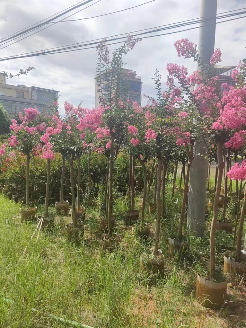 红火箭紫薇/小叶紫薇5～10公分
