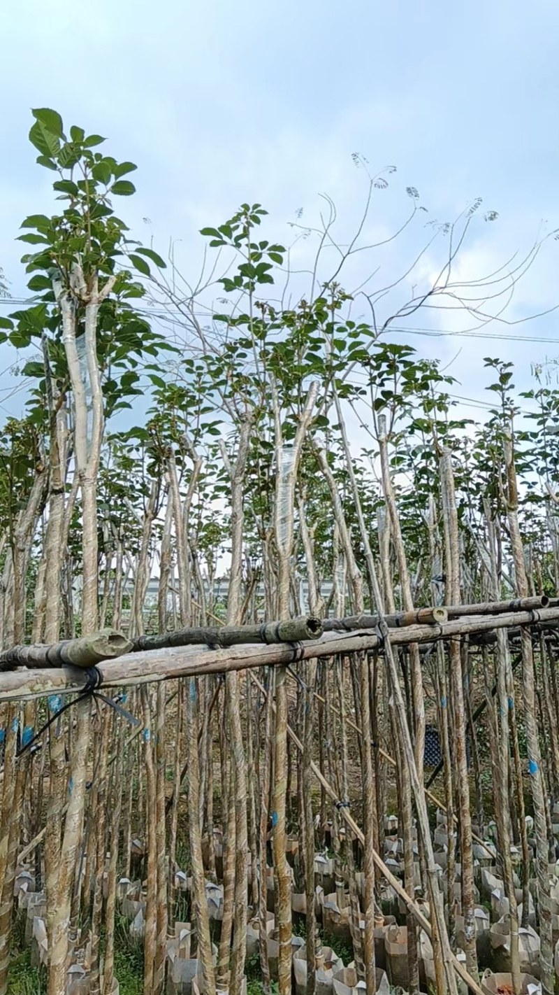 多花黄花风铃木3～5公分