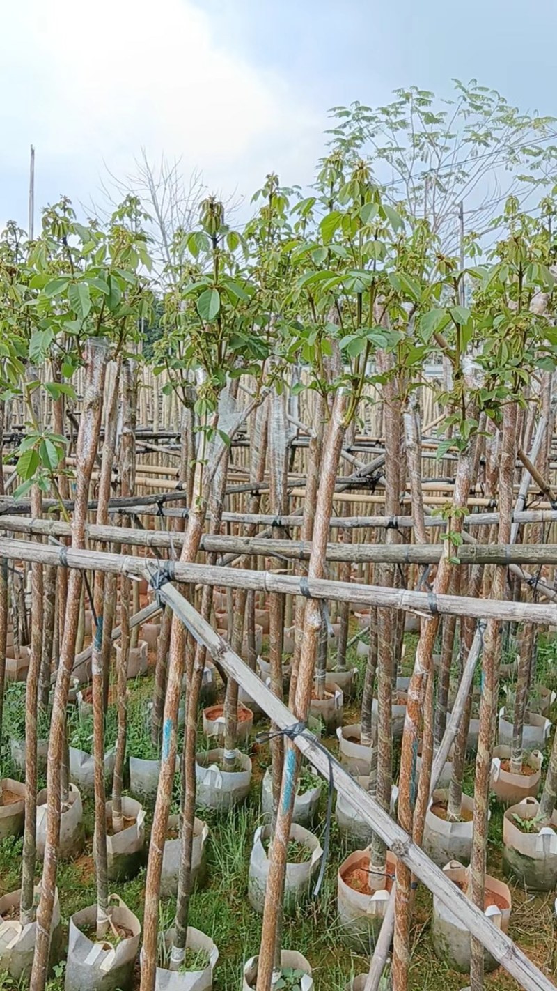 多花黄花风铃木3～5公分