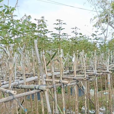 多花黄花风铃木3～5公分