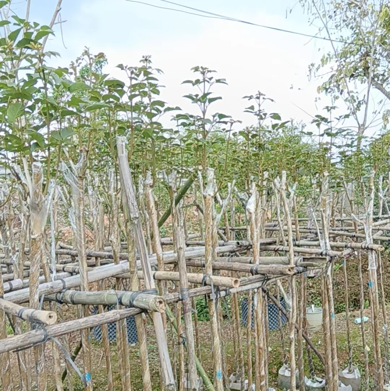多花黄花风铃木3～5公分