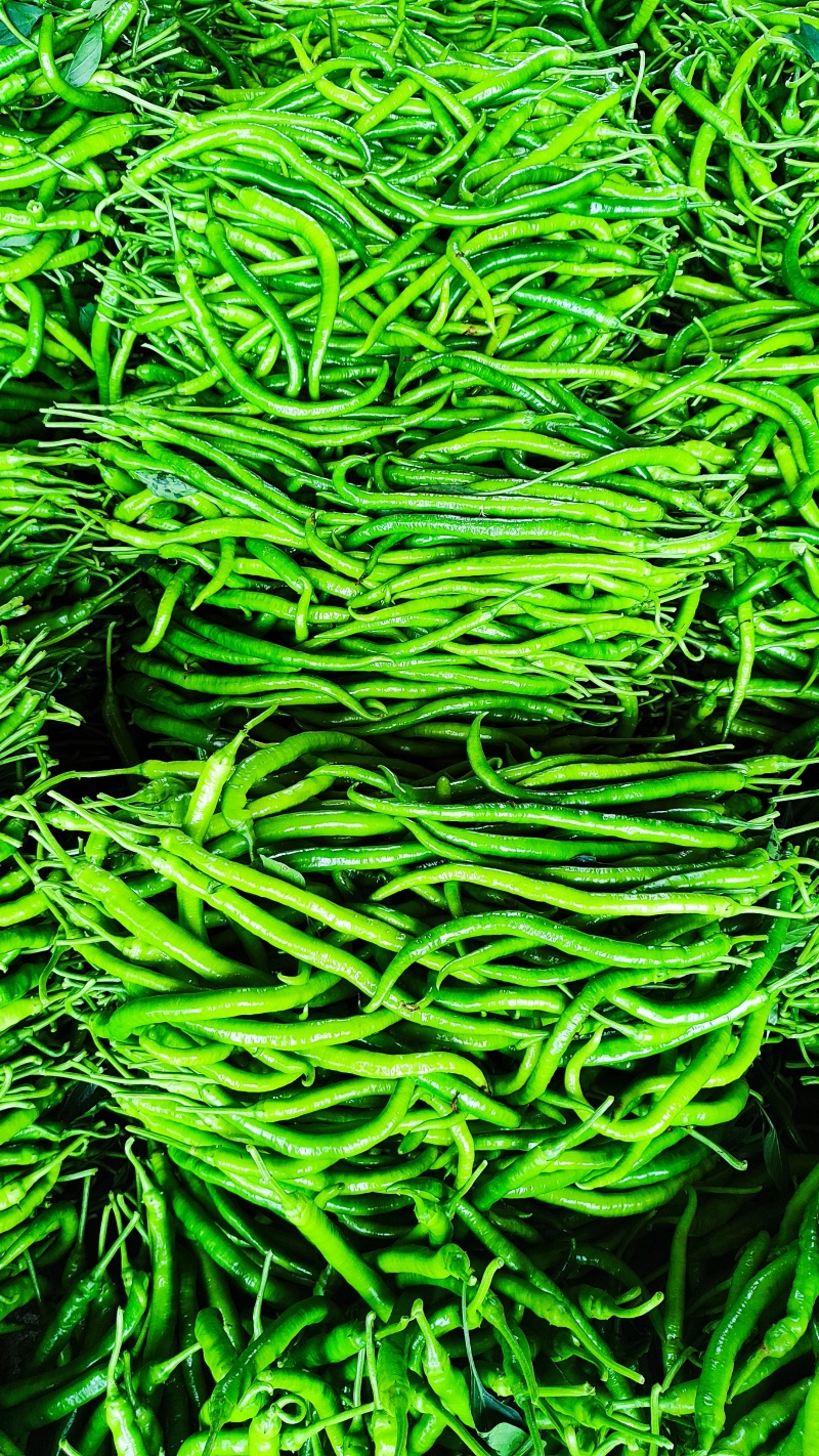 线椒基地直采三号线，八号线，螺丝线