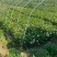 栀子花，栀子花苗，栀子花鲜花，栀子花切花